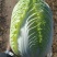 湖北天门精品黄心白菜3到5斤净菜上车个头均匀矮颗货量大备货快