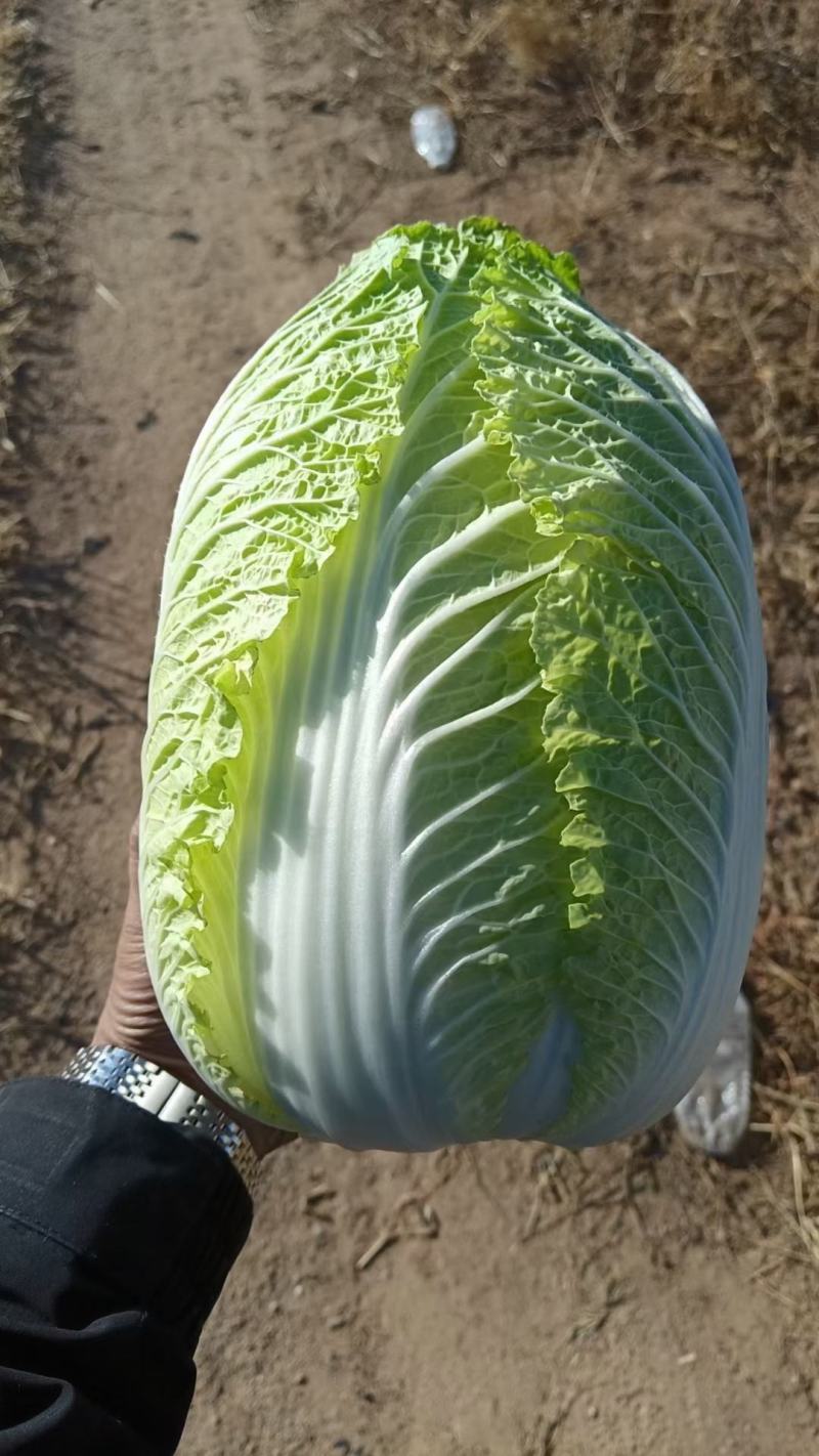 湖北天门精品黄心白菜3到5斤净菜上车个头均匀矮颗货量大备货快
