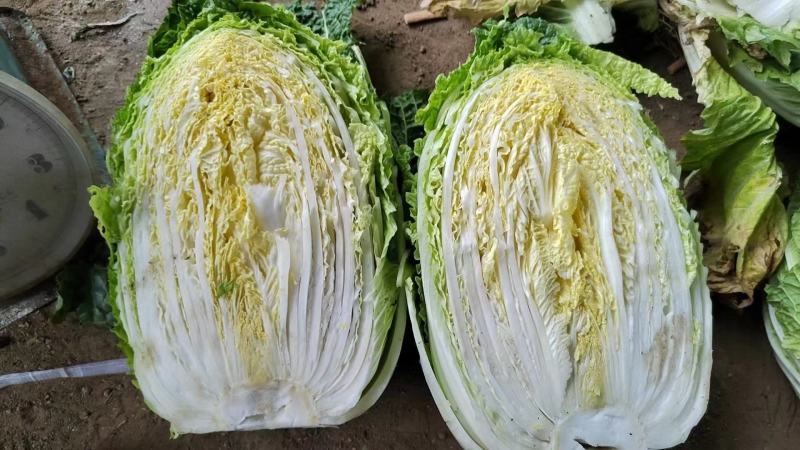 湖北天门精品黄心白菜3到5斤净菜上车个头均匀矮颗货量大备货快