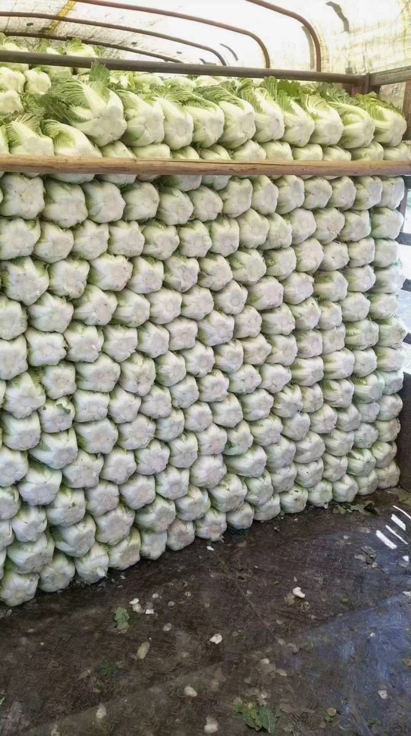 湖北天门精品黄心白菜3到5斤净菜上车个头均匀矮颗货量大备货快