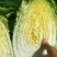 湖北天门精品黄心白菜3到5斤净菜上车个头均匀矮颗货量大备货快