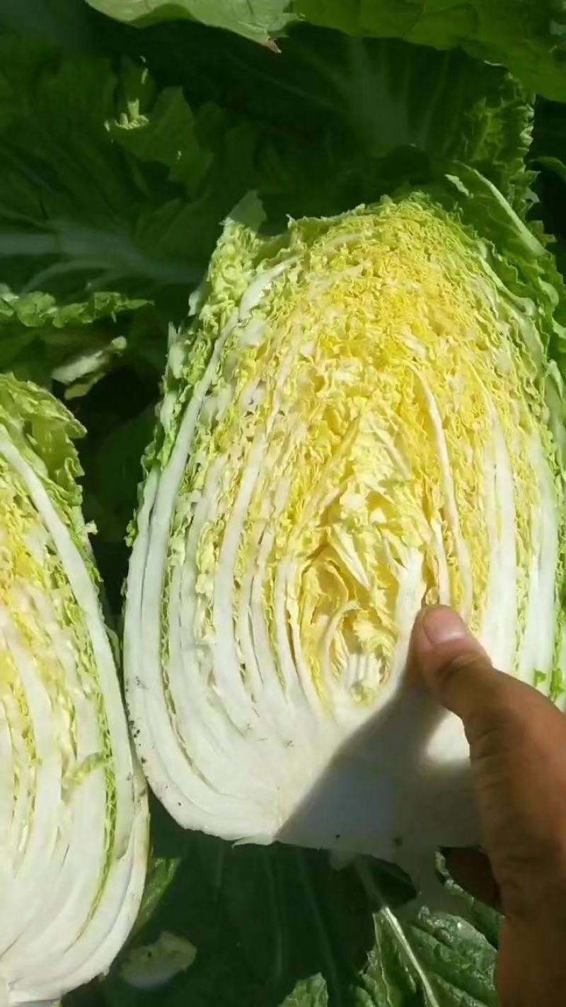 湖北天门精品黄心白菜3到5斤净菜上车个头均匀矮颗货量大备货快