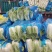 湖北天门精品黄心白菜3到5斤净菜上车个头均匀矮颗货量大备货快