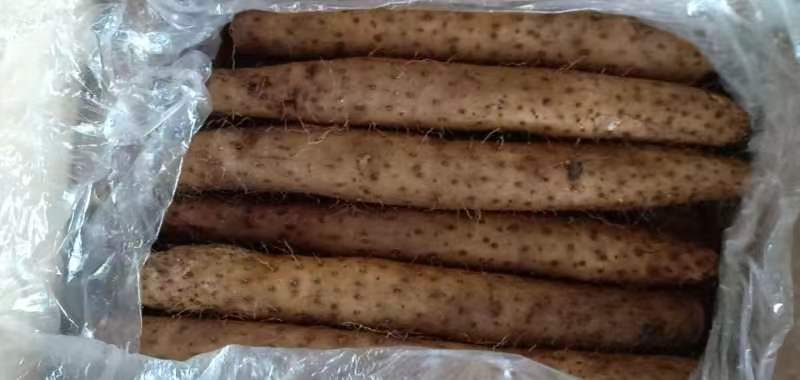 图片说明:新鲜南瓜与山药并列摆放,展示两种食材的自然外观 南瓜与山药的实物图