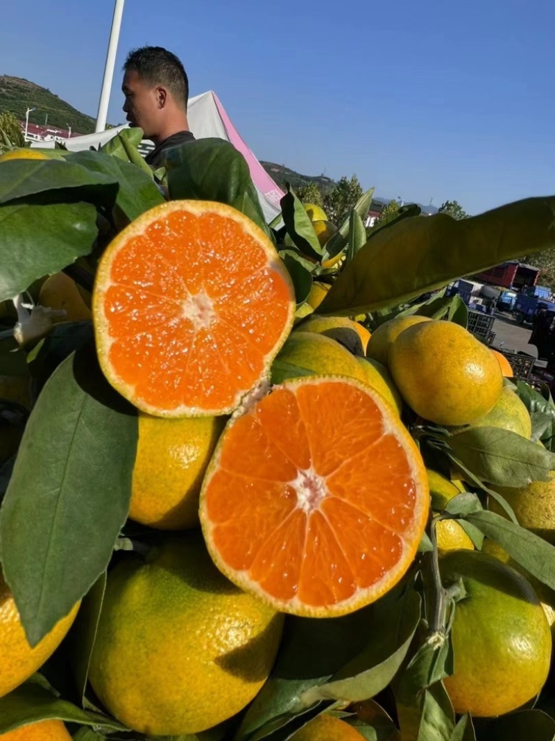 南丰蜜桔广西蜜橘大量供应可视频看货欢迎来电采购