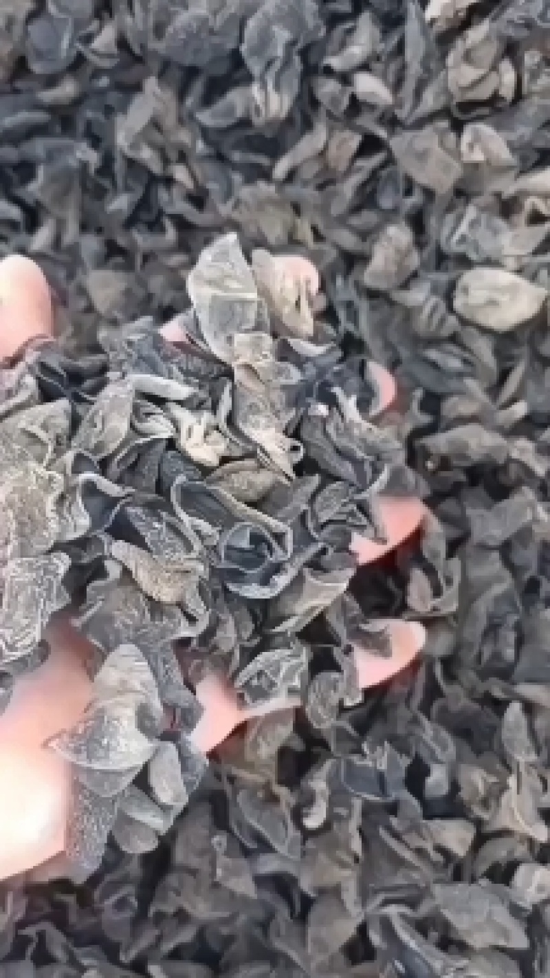 【木耳】黑木耳秋木耳自产自销肉质细腻