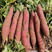 【红薯】精品红薯西瓜红一条龙供应全国致电可详谈保质保量