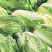 【精品】白菜夏阳白菜货源稳定充足量大从优致电可视频看货