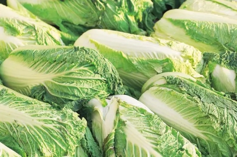 【精品】白菜夏阳白菜货源稳定充足量大从优致电可视频看货