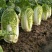 【精品】白菜夏阳白菜货源稳定充足量大从优致电可视频看货