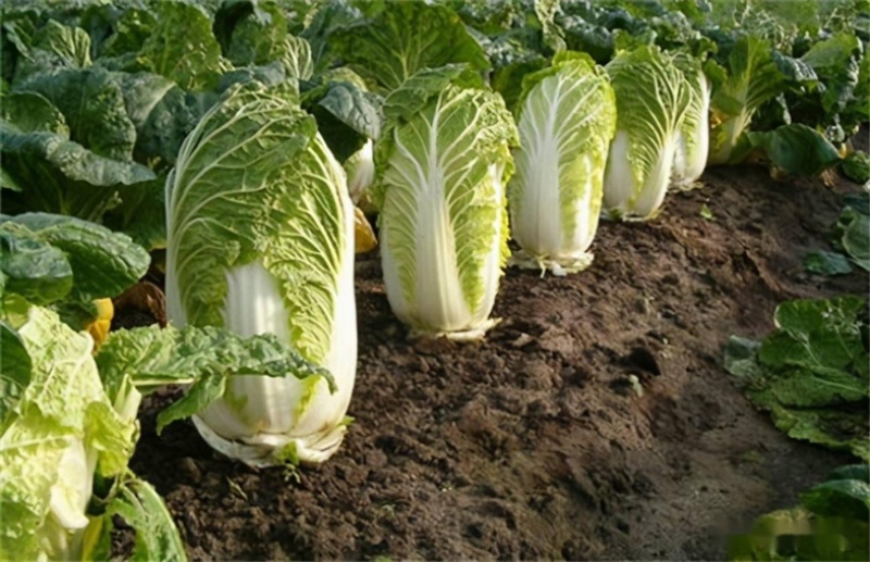 【黄心白菜】优选白菜货源充足量大从优可致电详谈有需致电