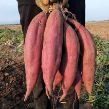 【红薯】精品红薯西瓜红一条龙供应全国致电可详谈保质保量