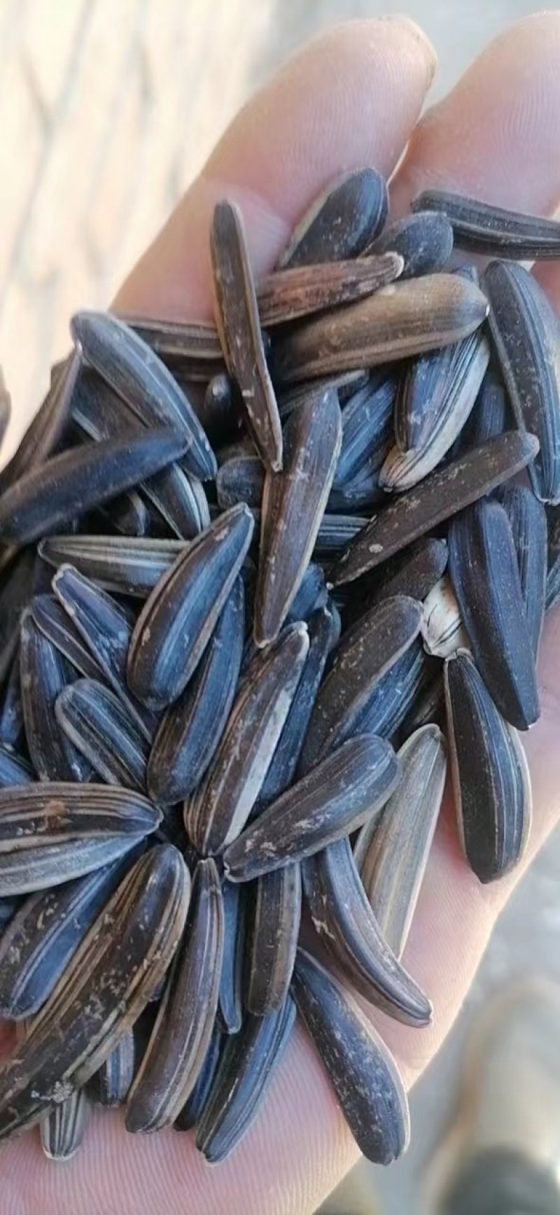 月亮弯瓜子
