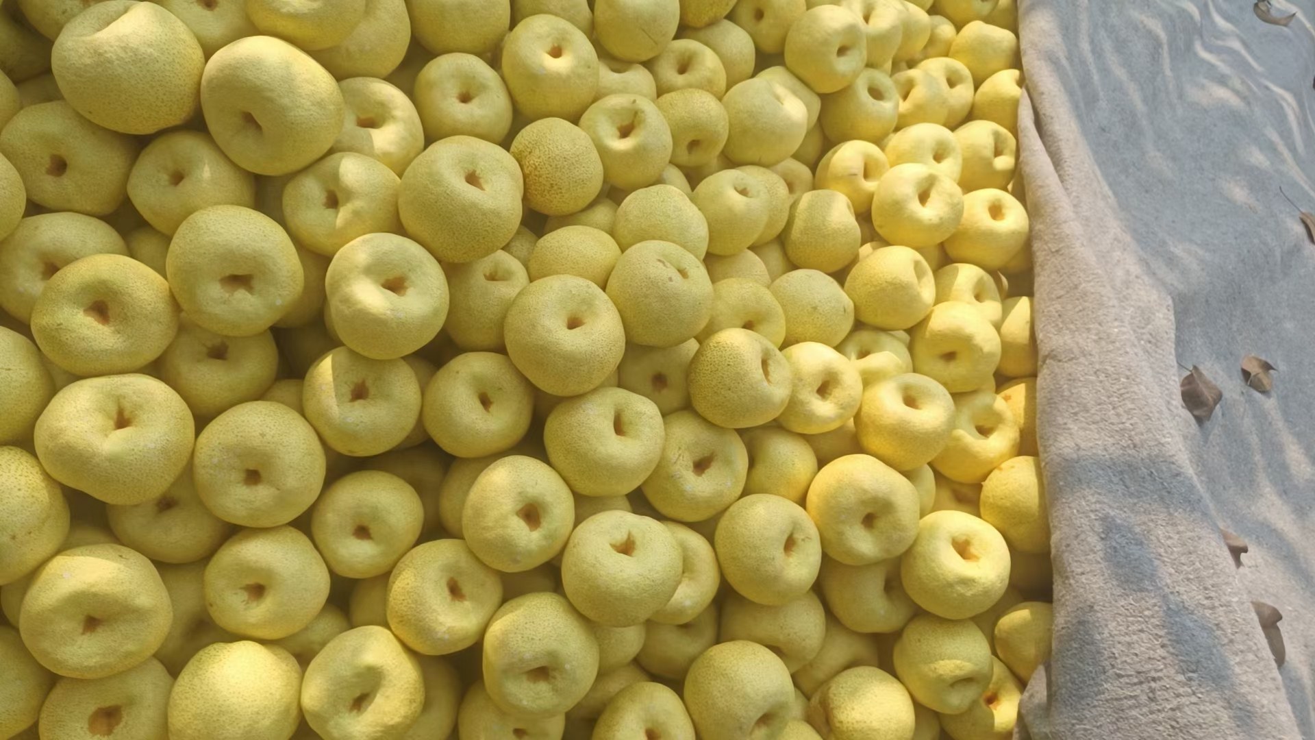 延安酥梨种植基地