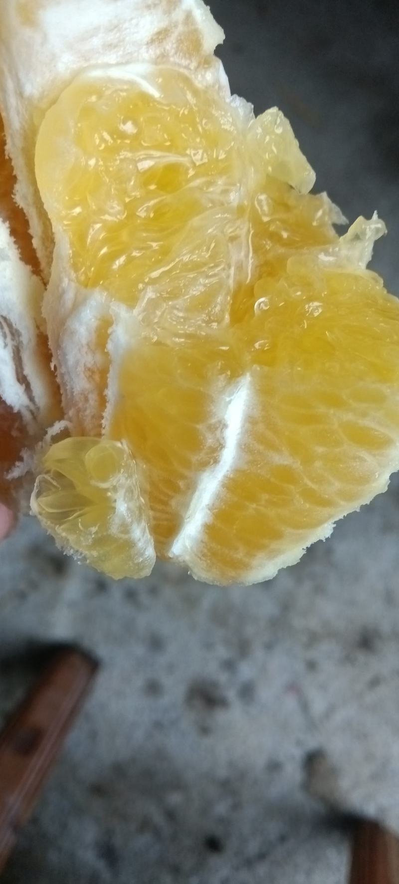 赣南早脐橙