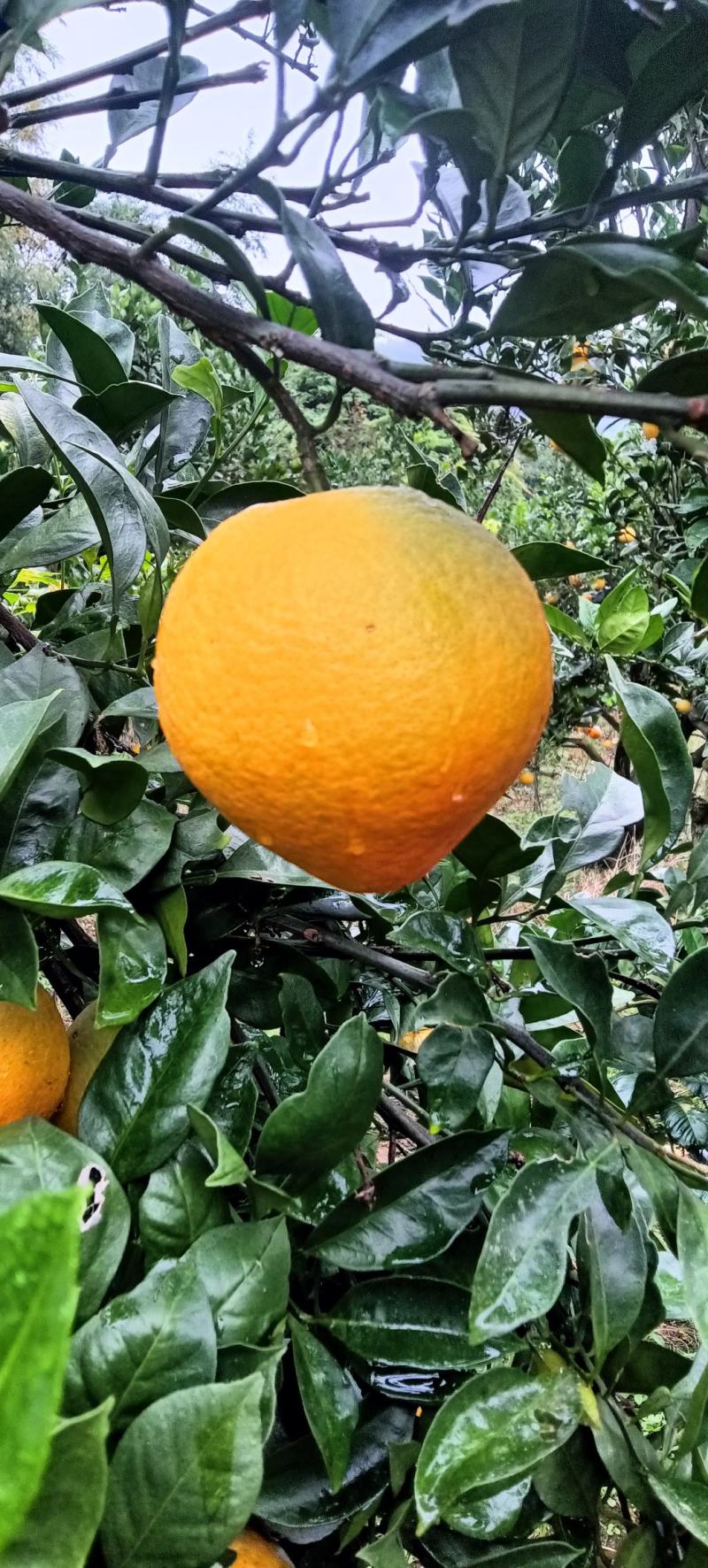 赣南早脐橙