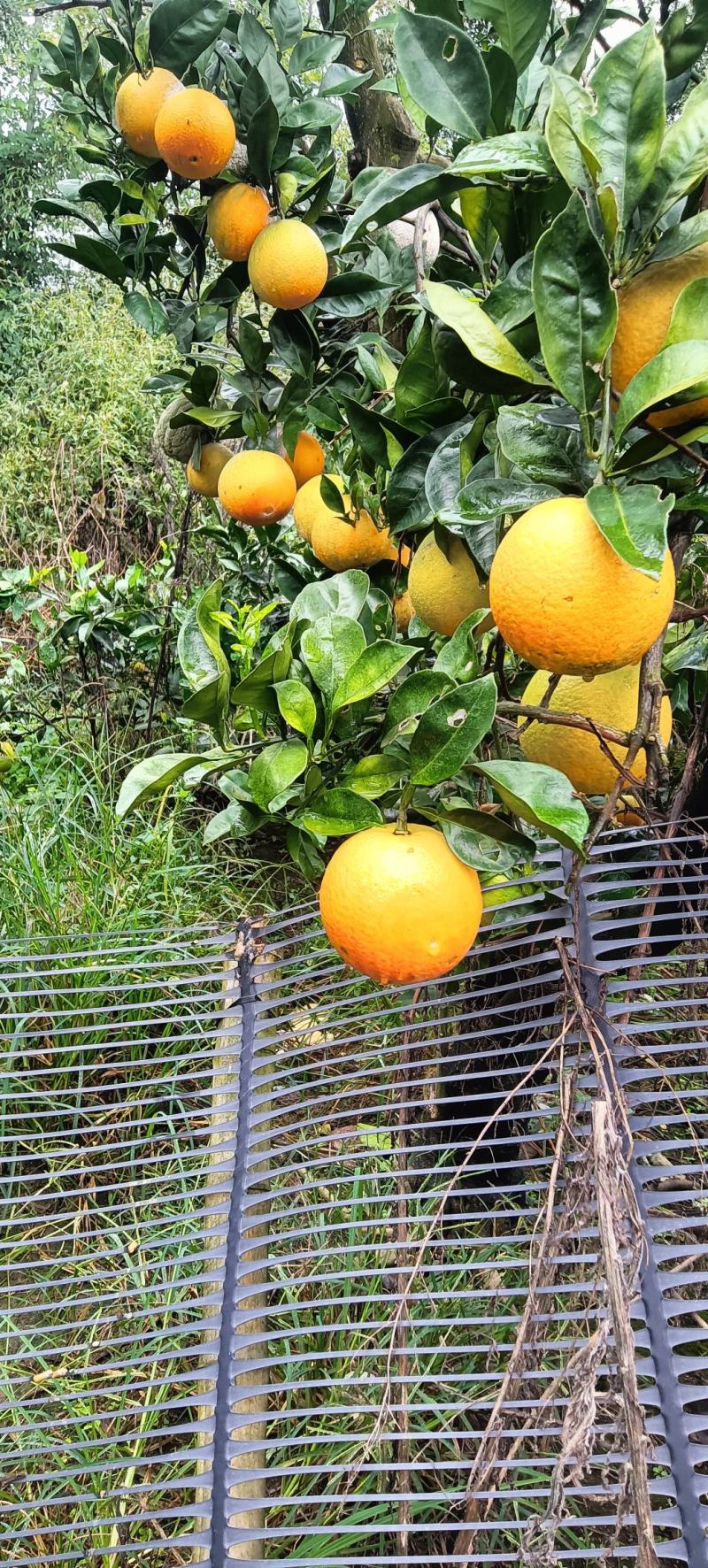 赣南早脐橙