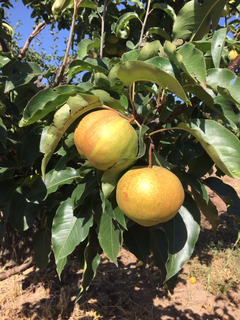 东北冻梨苹果梨冻梨
