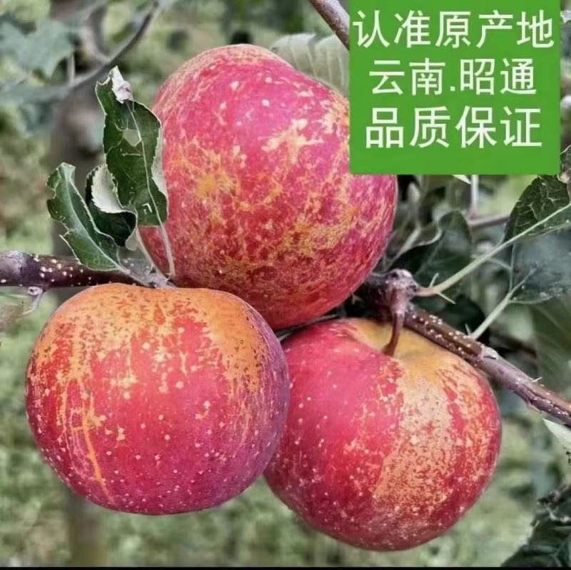 红富士丑苹果