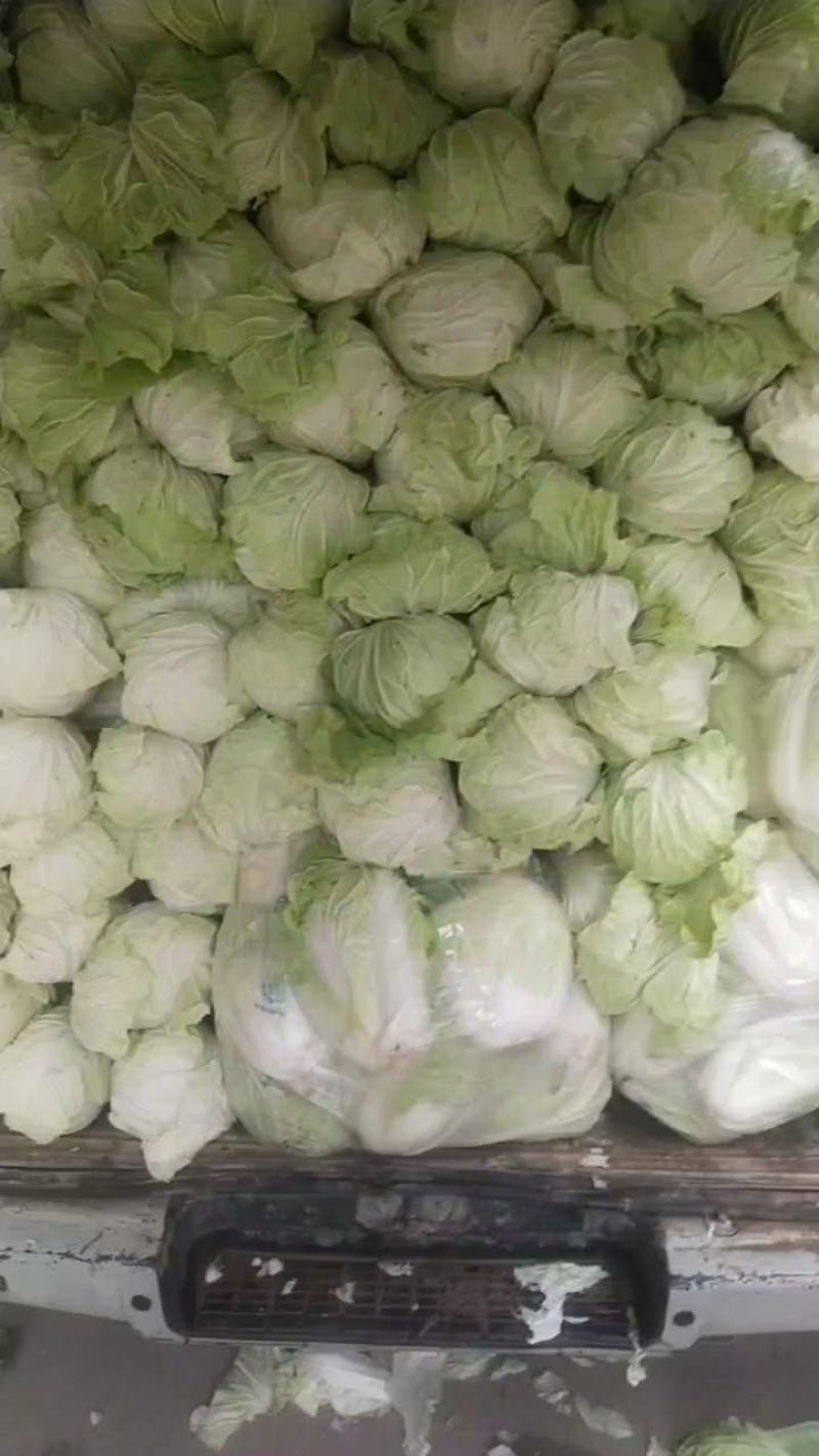 白菜上市，小五零，润田五号开卖，高筒，半高筒世初步上市
