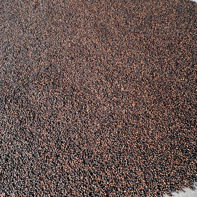大量批发雅安金丝楠种子