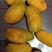 九月黄水果牛卵坨罗藤包拿藤包野果木通果