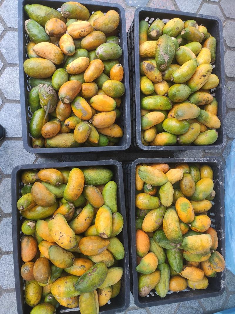九月黄水果牛卵坨罗藤包拿藤包野果木通果