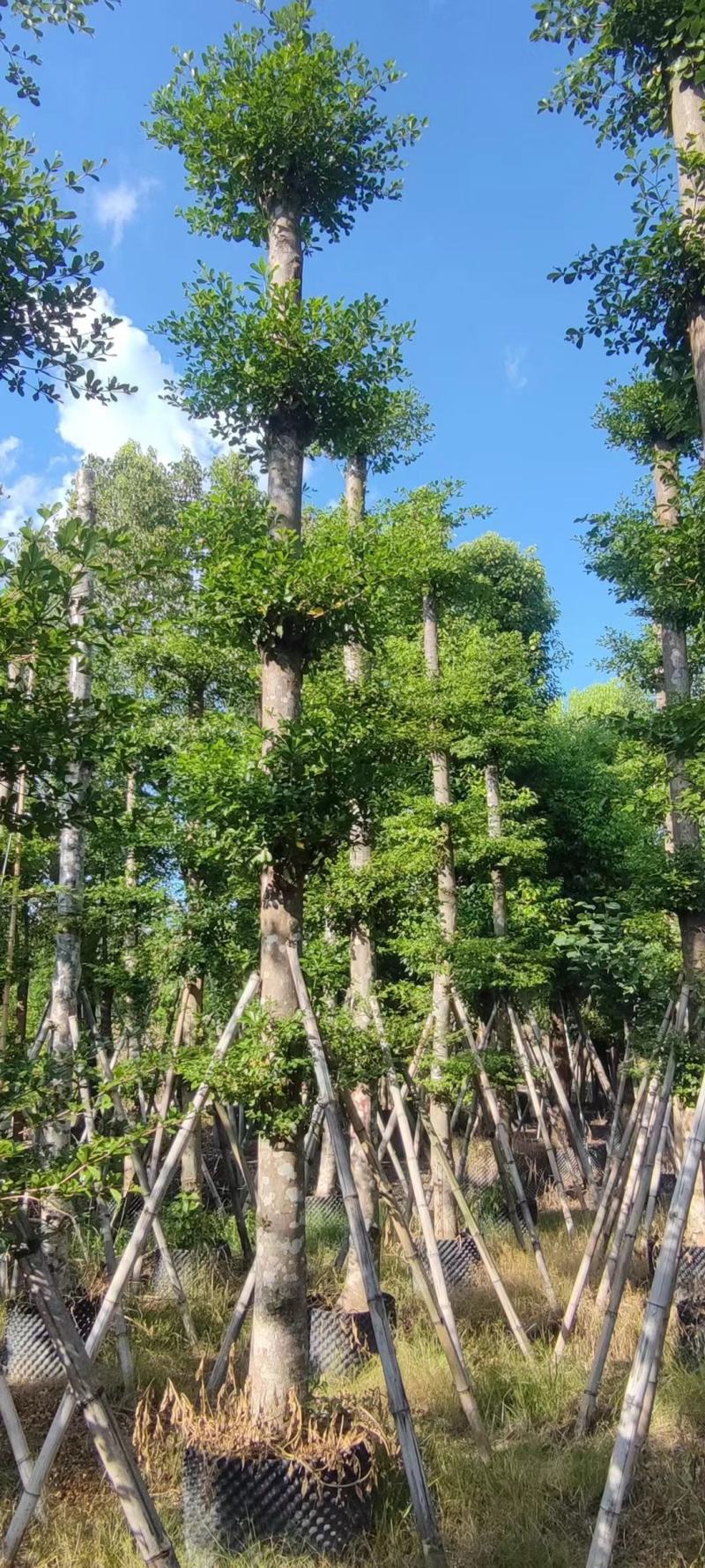 小叶榄仁各规格出售，基地直供，一手货源