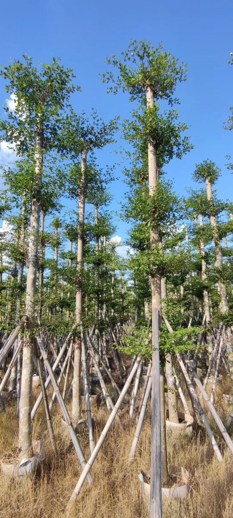 小叶榄仁各规格出售，基地直供，一手货源