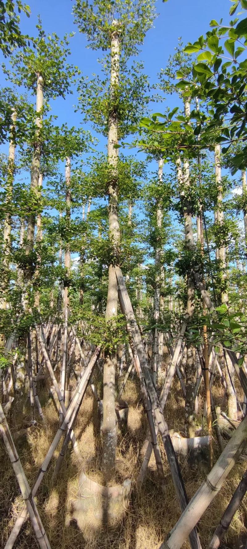 小叶榄仁各规格出售，基地直供，一手货源