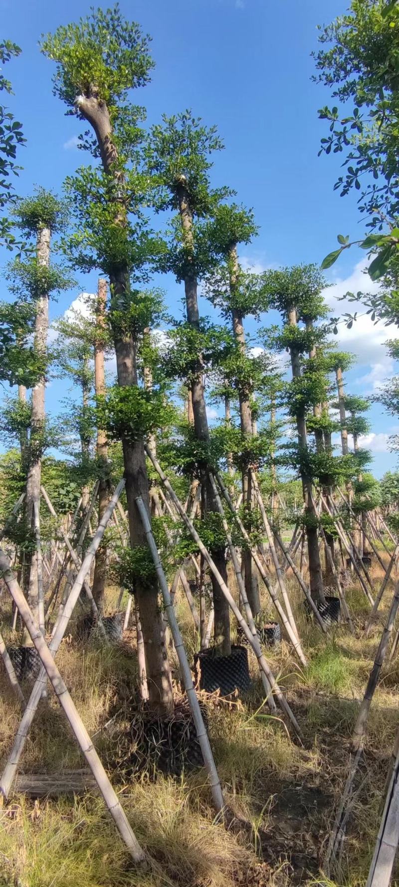 小叶榄仁各规格出售，基地直供，一手货源