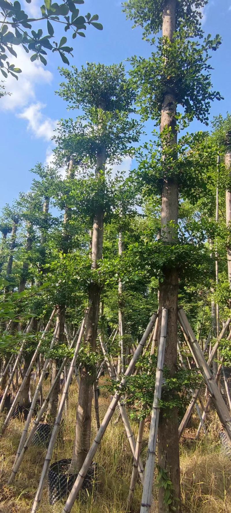 小叶榄仁各规格出售，基地直供，一手货源