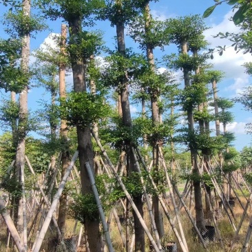 小叶榄仁各规格出售，基地直供，一手货源