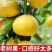 黄金葡萄柚青媛葡萄柚随机批发代发直播电商团购一件代发包邮