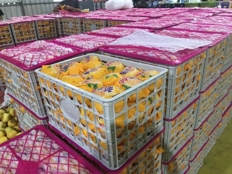 黄金葡萄柚青媛葡萄柚随机批发代发直播电商团购一件代发包邮