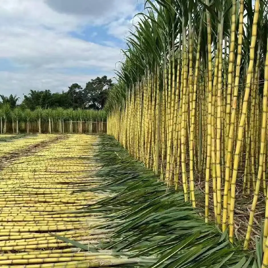 一片金黄色的甘蔗田,农民正在收割成熟的甘蔗,背景为南方农村秋日阳光下的田野,甘蔗茎秆粗壮笔直,外皮呈紫红色或青绿色,地上堆放着刚砍下的甘蔗束 甘蔗田丰收景象