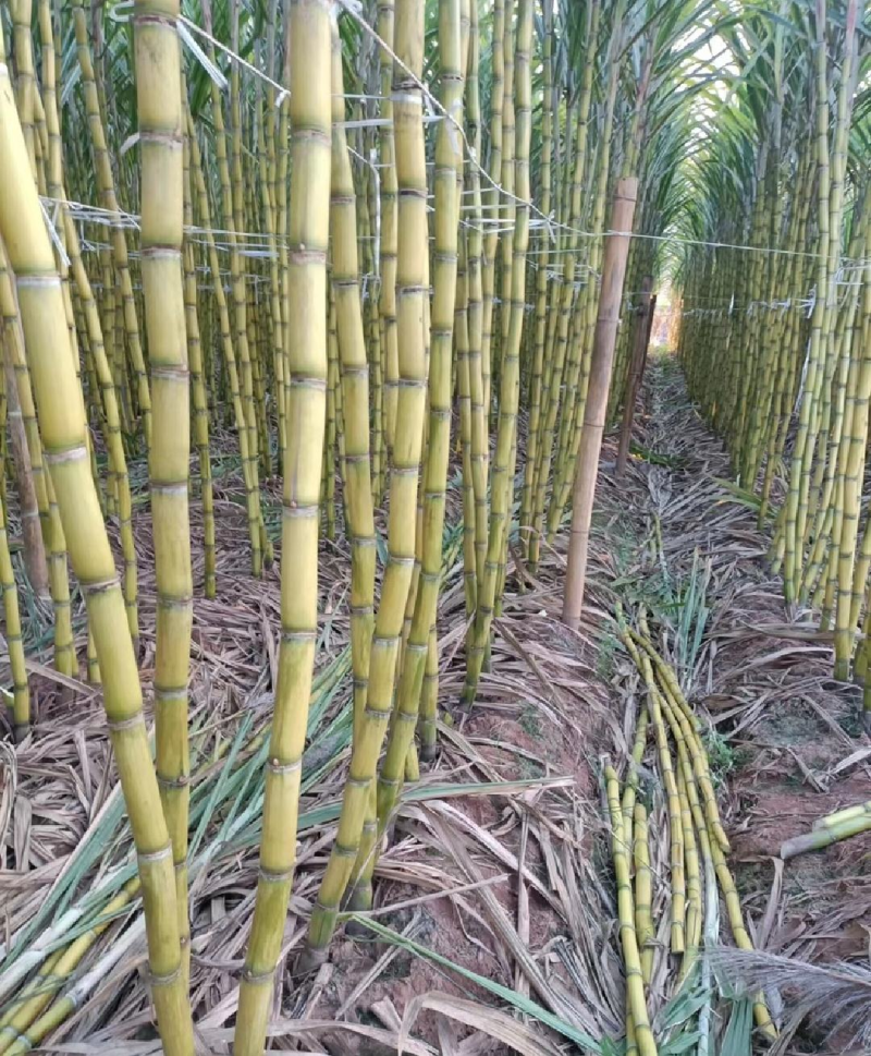（黄皮甘蔗）云南精品甘蔗黄金甘蔗，一手货源，供应全国