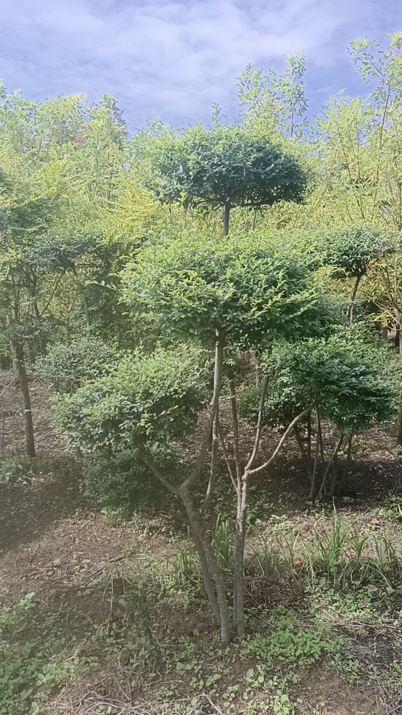 造型小叶女贞