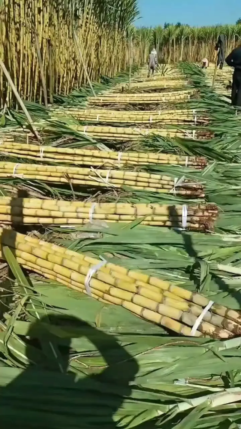 （黄金甘蔗）云南黄皮甘蔗，皮薄肉满，脆甜多汁，可视频看货
