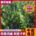 佛手种植基地，佛手嫁接苗，批发零售，欢迎定购