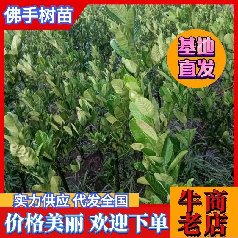 佛手种植基地，佛手嫁接苗，批发零售，欢迎定购