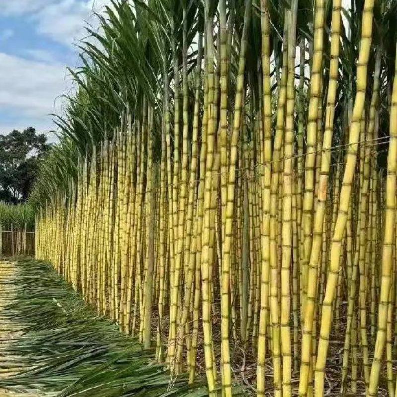 【降价了】云南黄皮甘蔗大量供应，严选品质诚信经营欢迎电联