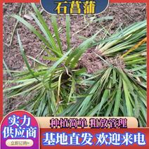 石菖蒲，石菖蒲是一种草本植物，种植简单，初放性管理，