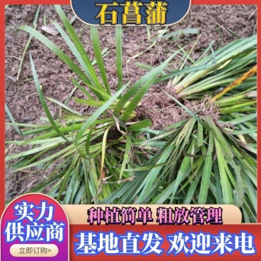 石菖蒲，石菖蒲是一种草本植物，种植简单，初放性管理，