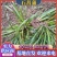 石菖蒲，石菖蒲是一种草本植物，种植简单，初放性管理，