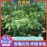l香樟Ⅰ树苗香樟树种植基地视频看货欢迎来电