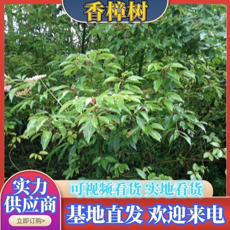 l香樟Ⅰ树苗香樟树种植基地视频看货欢迎来电