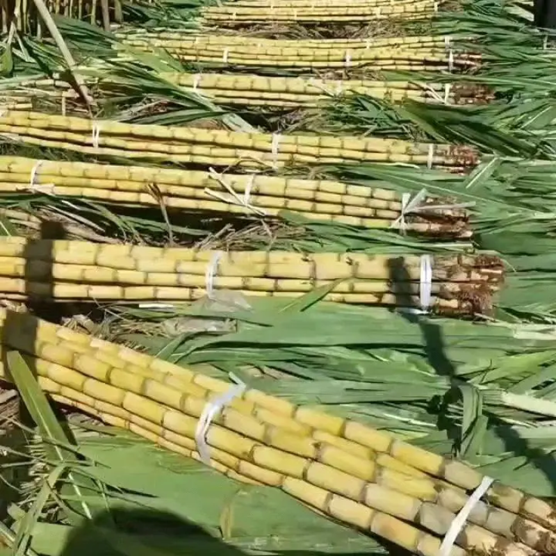 （黑皮甘蔗）云南甘蔗大量上市中，现砍现发，对接全国