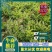 百部苗，百部种植基地，百部一年苗，批发零售，