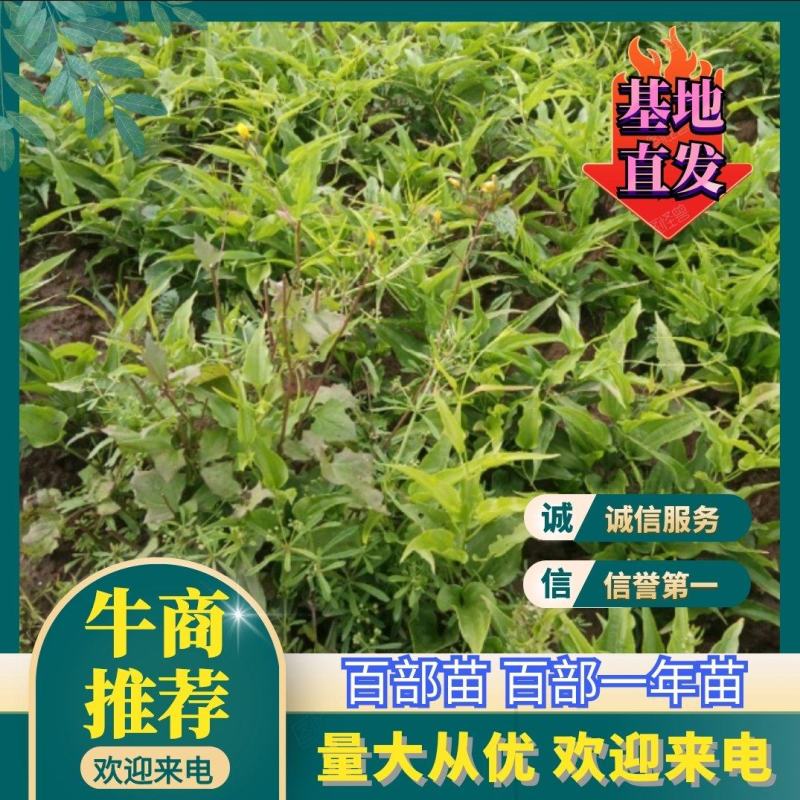 百部苗，百部种植基地，百部一年苗，批发零售，
